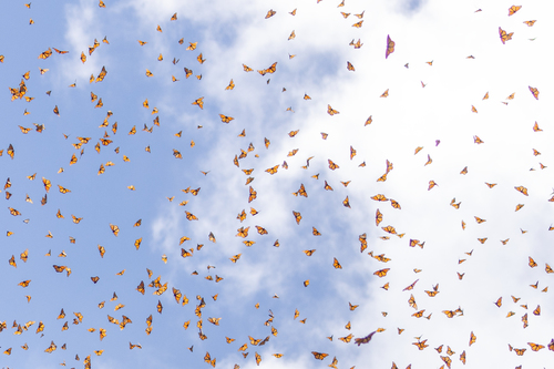 Monarch butterfly