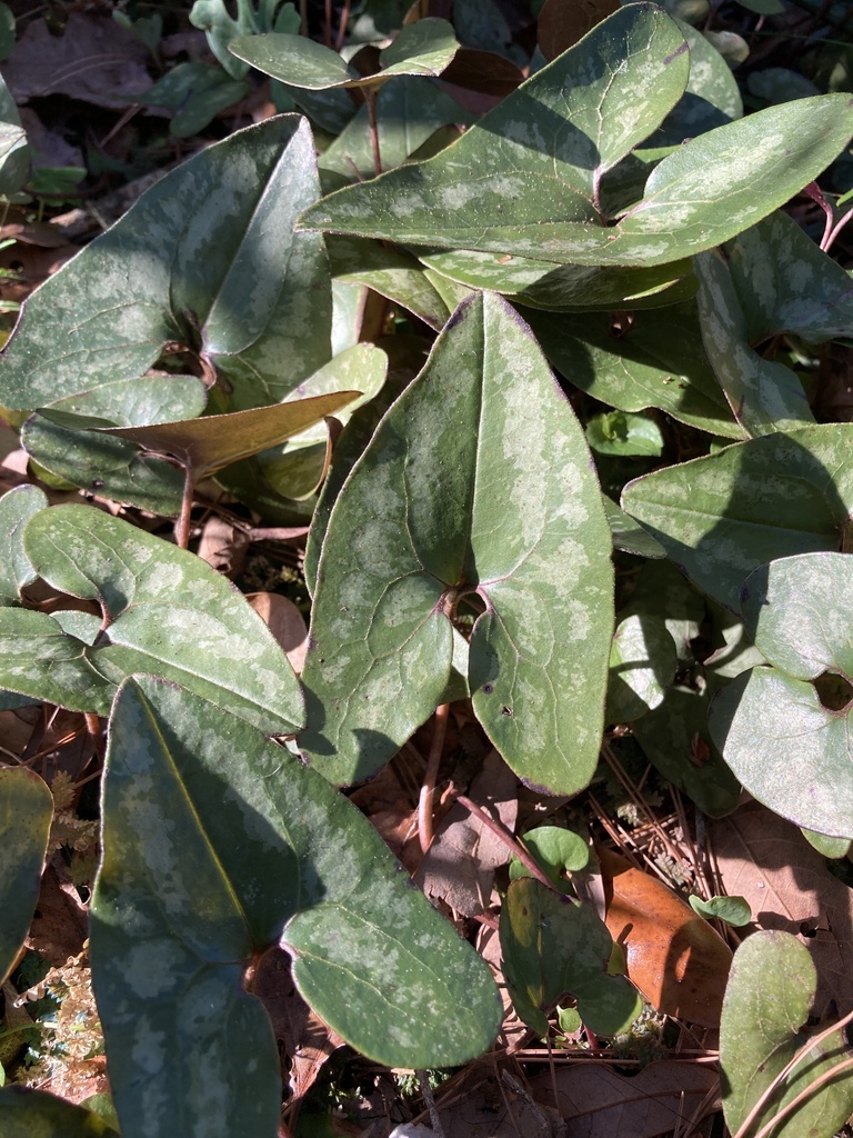 Little Brown Jugs from Carr Ln, Tallahassee, FL, US on February 20