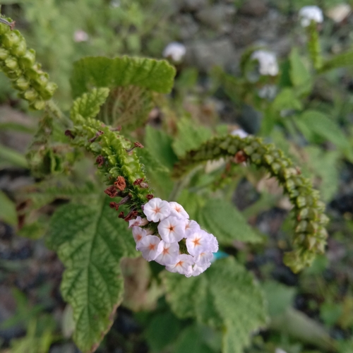 Indian Heliotrope