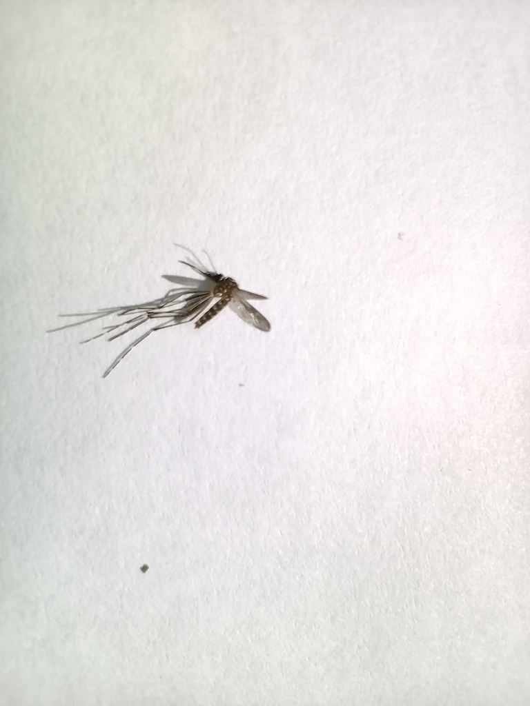 Striped Mosquito from Peel St on February 21, 2022 at 1046 AM by aldo