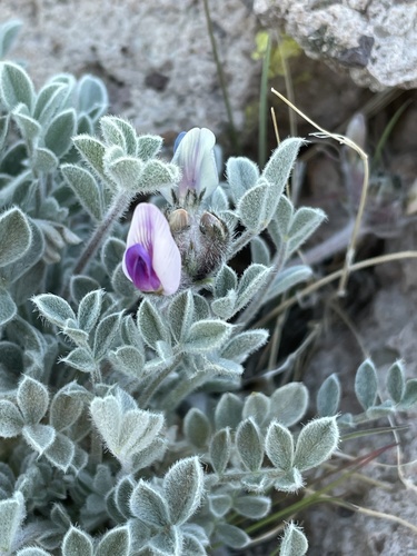 Astragalus newberryi var. blyae