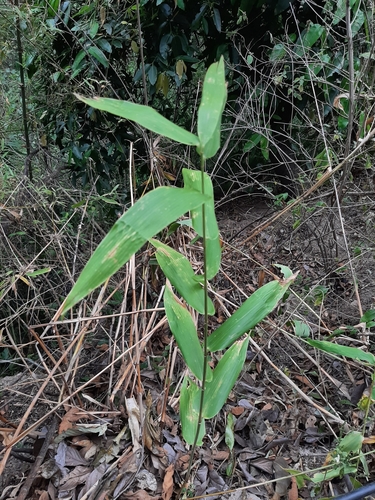 Zeugites pittieri