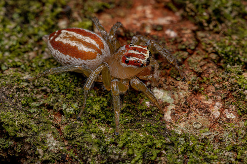 Chira simoni