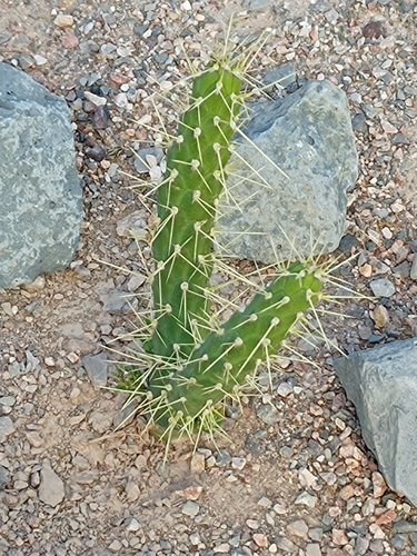 Austrocylindropuntia subulata ssp. subulata