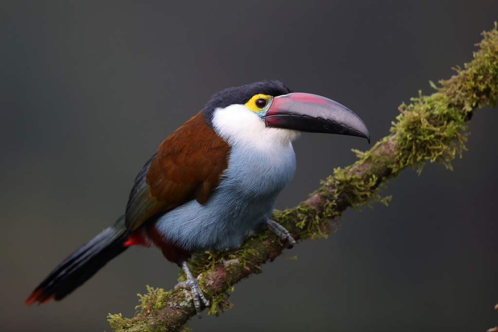 Black-billed Mountain-Toucan photo