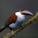 Black-billed Mountain-Toucan - Photo (c) Carlos N. G. Bocos, all rights reserved, uploaded by Carlos N. G. Bocos