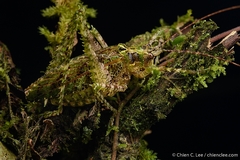 Clepsydronotus deciduus image
