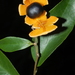 Xanthophyllum octandrum - Photo (c) David Tng, all rights reserved, uploaded by David Tng