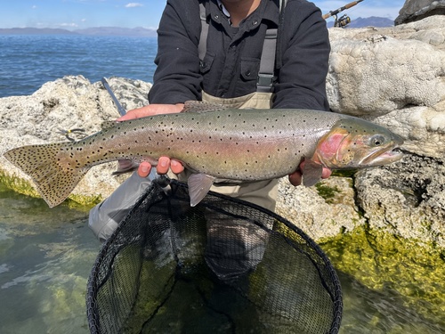 Lahontan Cutthroat Trout