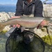 Lahontan Cutthroat Trout - Photo (c) prickly_sculpin, all rights reserved, uploaded by prickly_sculpin