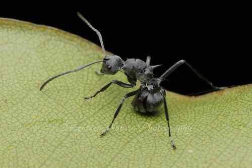 江华多刺蚁Polyrhachis jianghuaensis