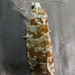 Wenzel's Pitch-blister Moth - Photo (c) John Ratzlaff, all rights reserved, uploaded by John Ratzlaff