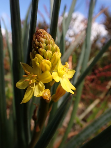 Bulbine glauca (Raf.) E.M.Watson
