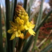 Bulbine glauca - Photo (c) Iris Hickman, όλα τα δικαιώματα διατηρούνται, uploaded by Iris Hickman