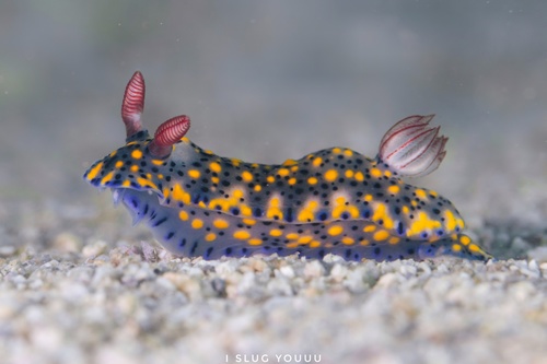 Painted Hypselodoris