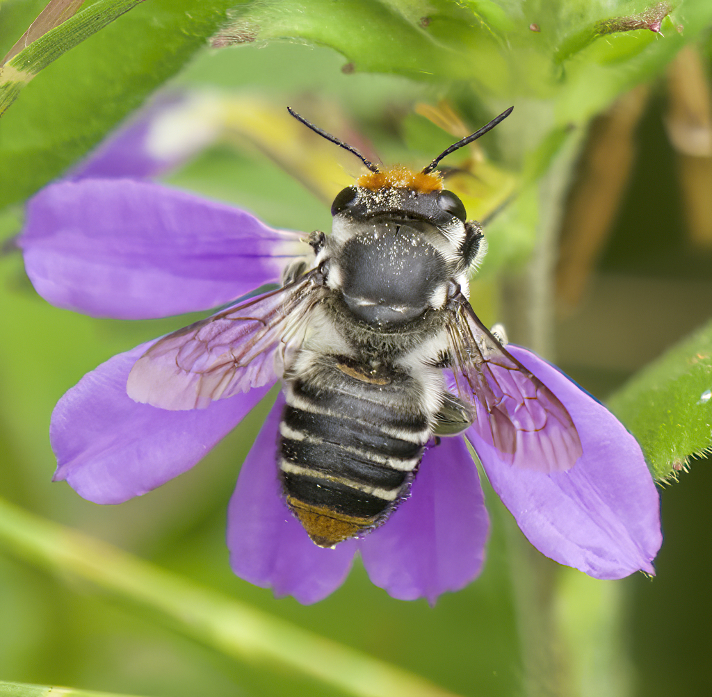 Megachile maculariformis from Moruya Heads NSW 2537, Australia on ...