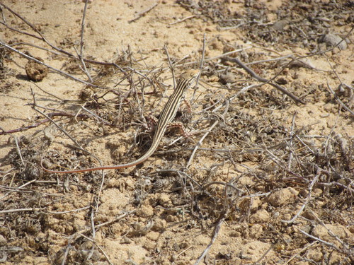 Bosc’s Fringe-toed lizard