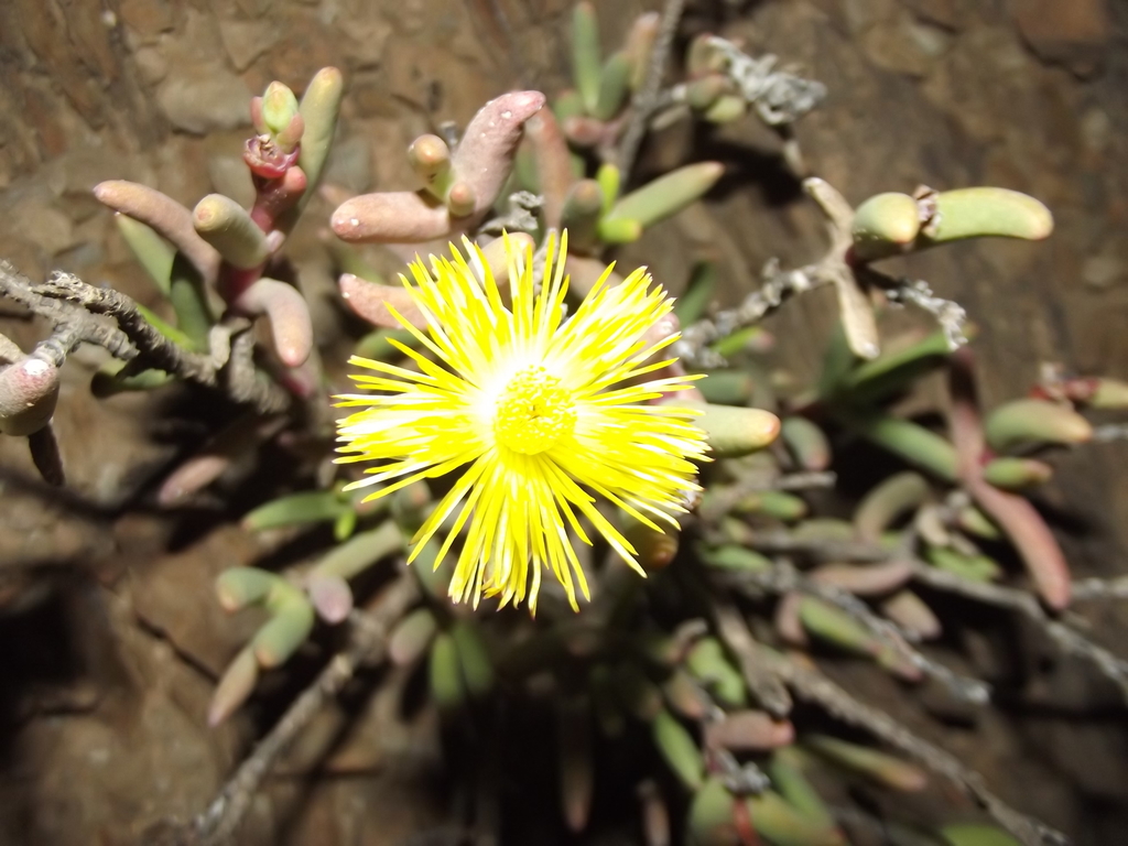 Grittip Nightfig from South Cape DC, South Africa on November 27, 2021