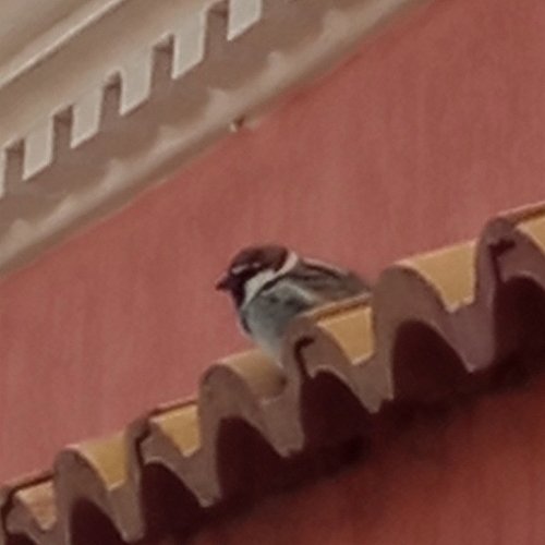 Spanish Sparrow