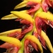 Bulbophyllum sulfureum - Photo (c) Eric Heisey, כל הזכויות שמורות, הועלה על ידי Eric Heisey