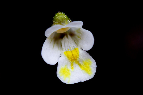 Pinguicula alpina