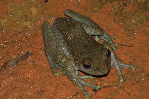 Goudot's Bright-eyed Frog