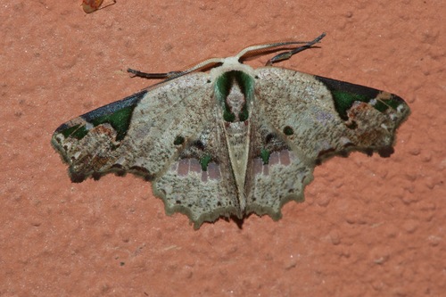 Leptocolpia