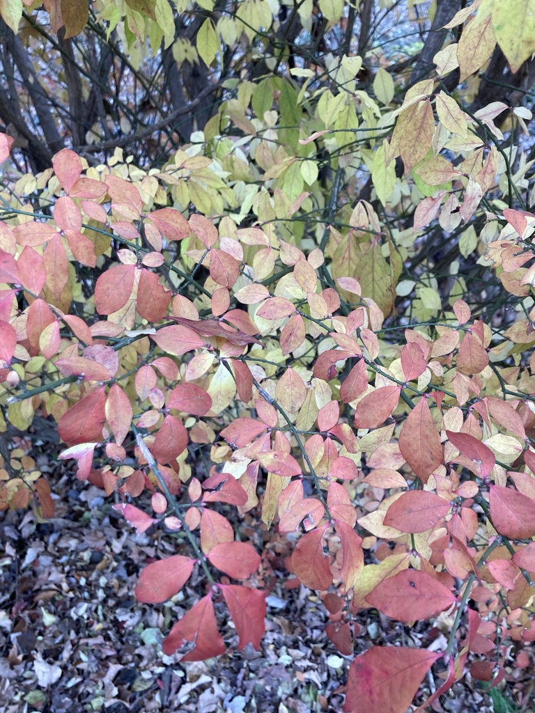 winged-euonymus-from-wrenn-house-ln-herndon-va-us-on-december-05-2021-at-02-49-pm-by-amanda