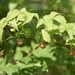 Rubus chingii - Photo (c) Yanghoon Cho, all rights reserved, uploaded by Yanghoon Cho
