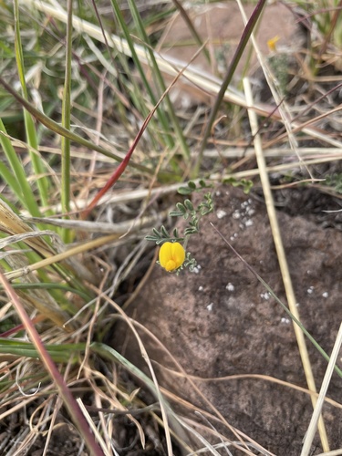 iNaturalist observation photo of Loteae