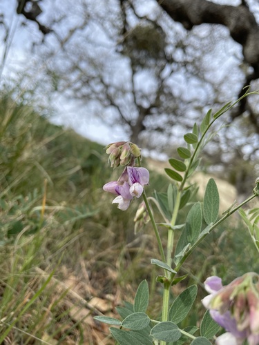iNaturalist observation photo of Pacific pea