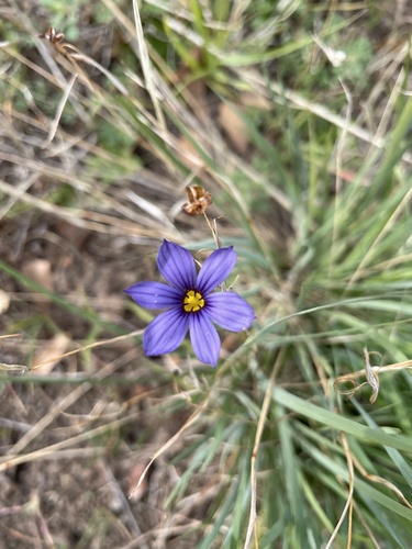 iNaturalist observation photo of western blue-eyed grass