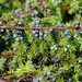 Juniperus communis communis - Photo (c) Tig, todos os direitos reservados