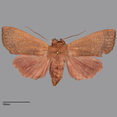 Red Mesogona moth