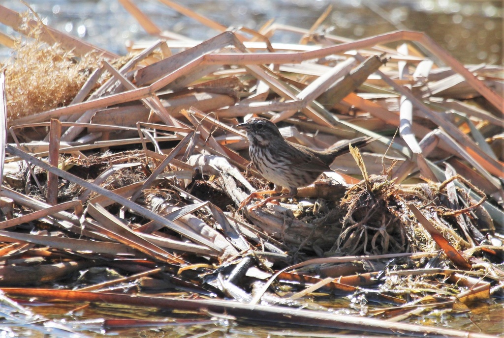 Song Sparrow from Divine Cafe at the Springs Preserve, Las Vegas, NV