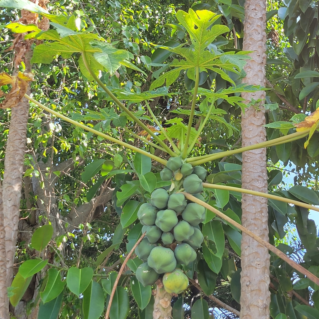 Papaya from Naples, FL 34114, USA on February 18, 2022 at 1110 AM by