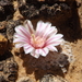 Mammillaria breviplumosa - Photo (c) Aaron Balam, todos los derechos reservados, uploaded by Aaron Balam