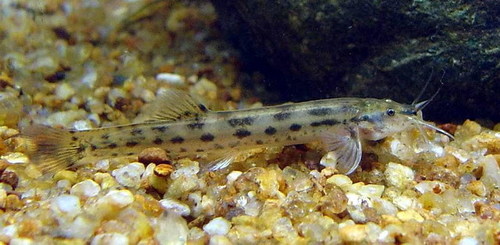 Genus Trichomycterus · iNaturalist