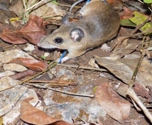 Yucatán Deer Mouse