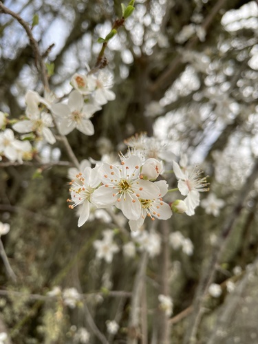 iNaturalist observation photo of plums, cherries, and allies