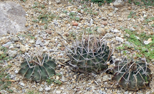 Echinofossulocactus coptonogonus