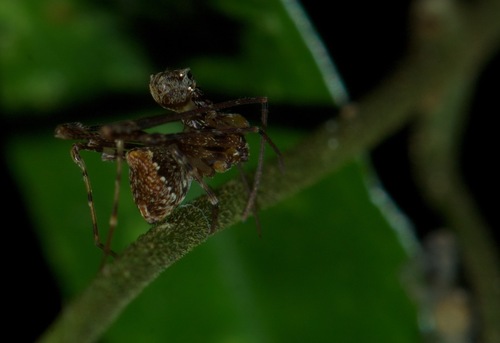Eriauchenus workmani