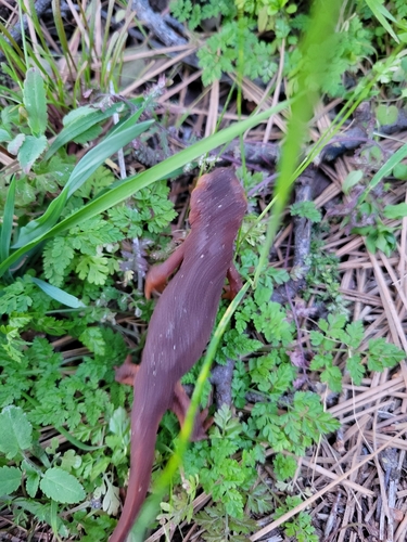 iNaturalist observation photo of Sierra Newt