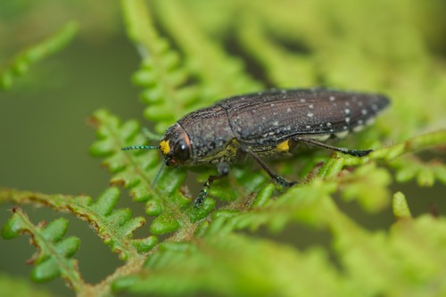 Lampetis albosparsa · iNaturalist