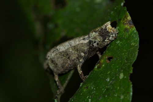 Domergue's Leaf Chameleon