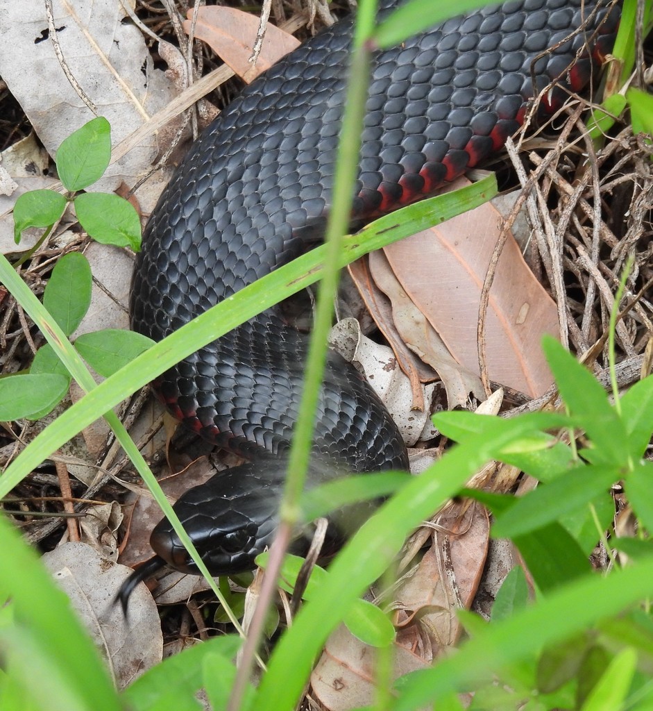 red-bellied-black-snake-in-february-2022-by-camidge-inaturalist