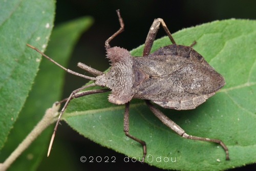 Molipteryx lunata · iNaturalist