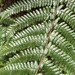 Dryopteris apiciflora - Photo (c) naturalistchu, todos los derechos reservados, subido por naturalistchu
