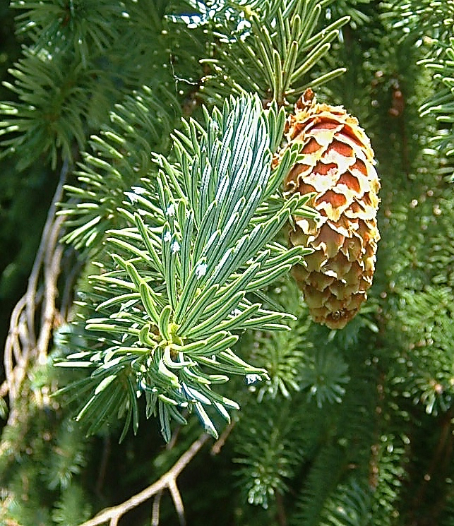 Sitka spruce from Clallam County, WA, USA on July 10, 2007 by Allen ...