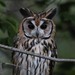 Striped Owl - Photo (c) Hernán Tolosa, all rights reserved, uploaded by Hernán Tolosa